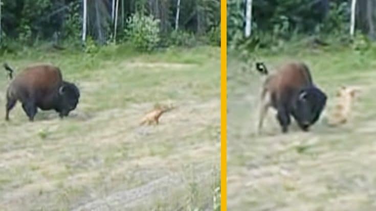 Buffalo Vs. Dog: Bison Sends Pitbull Flying Through Air At Yellowstone | Country Music Videos