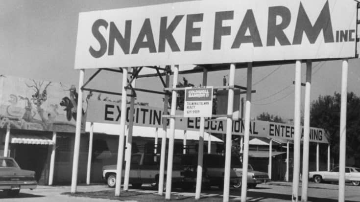 See Texas Hill Country’s Snake Farm That’s Been Around For 50+ Years | Country Music Videos