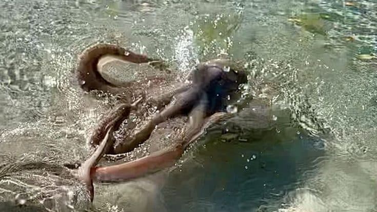 “Angry” Octopus Jumps Out Of Water To Attack Swimmer | Country Music Videos