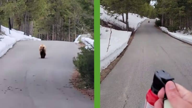Jogger Stalked By Bear Pulls Out Pepper Spray | Country Music Videos