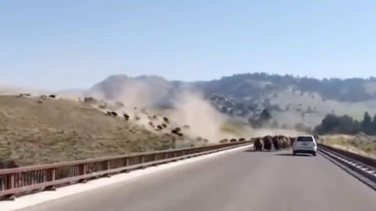 Herd Of Bison Stampede Towards Driver On Yellowstone Roadway | Country Music Videos