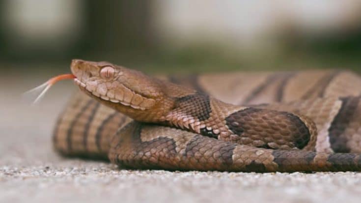 What To Do After Spotting A Venomous Snake | Country Music Videos