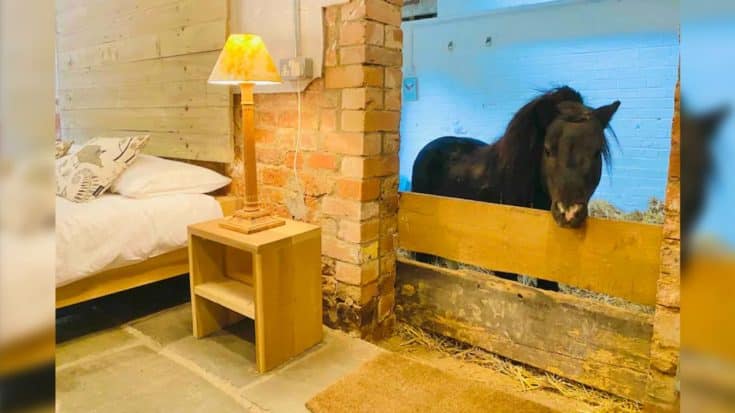 Staying At This 17th-Century Airbnb Includes A Mini Horse In Your Bedroom | Country Music Videos