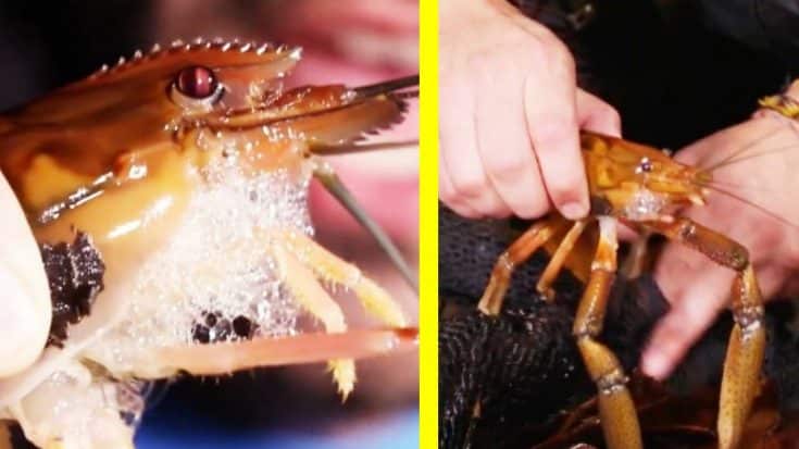 Fisherman Catches “Monster” Shrimp | Country Music Videos