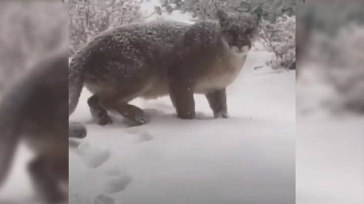 Mountain Lion Has No Idea Its Being Recorded…Until The Dog Barks | Country Music Videos