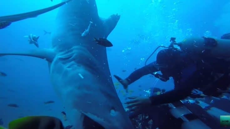 Tiger Shark Attacks Scuba Diver: GoPro Video | Country Music Videos