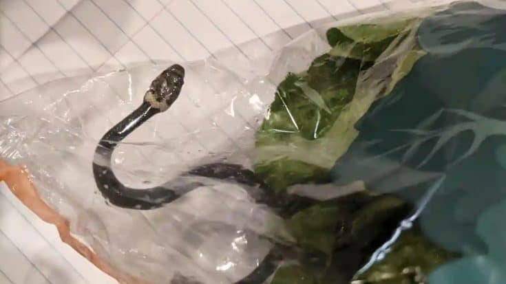 Venomous Snake Found In Groceries After Being Carried Home | Country Music Videos