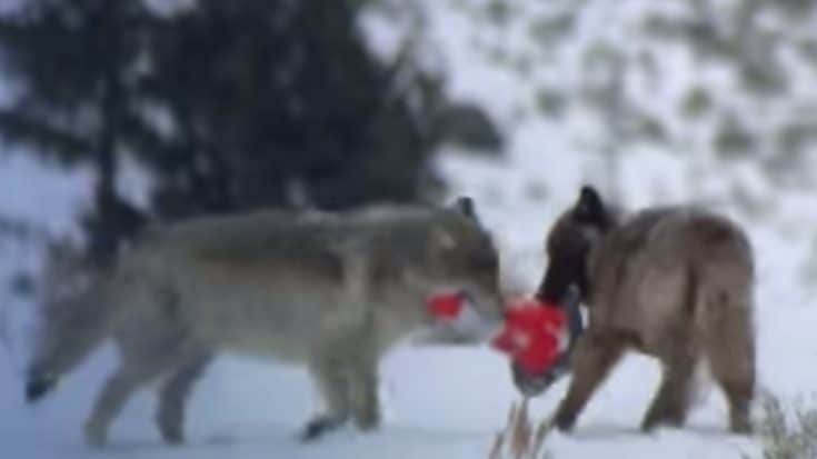 Wolf Pups Steal Traffic Cone & Play With It | Country Music Videos