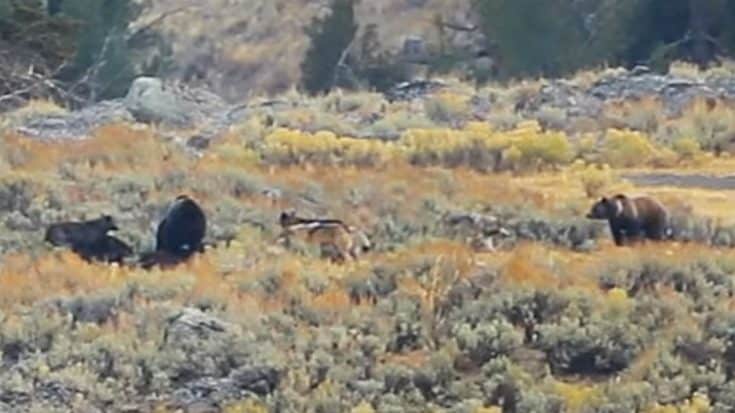 2 Grizzlies Fight 7 Wolves In Epic Yellowstone Footage | Country Music Videos