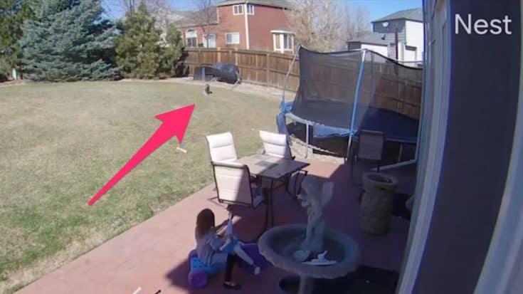 5-Year-Old Girl & Bobcat Face Off In Backyard | Country Music Videos