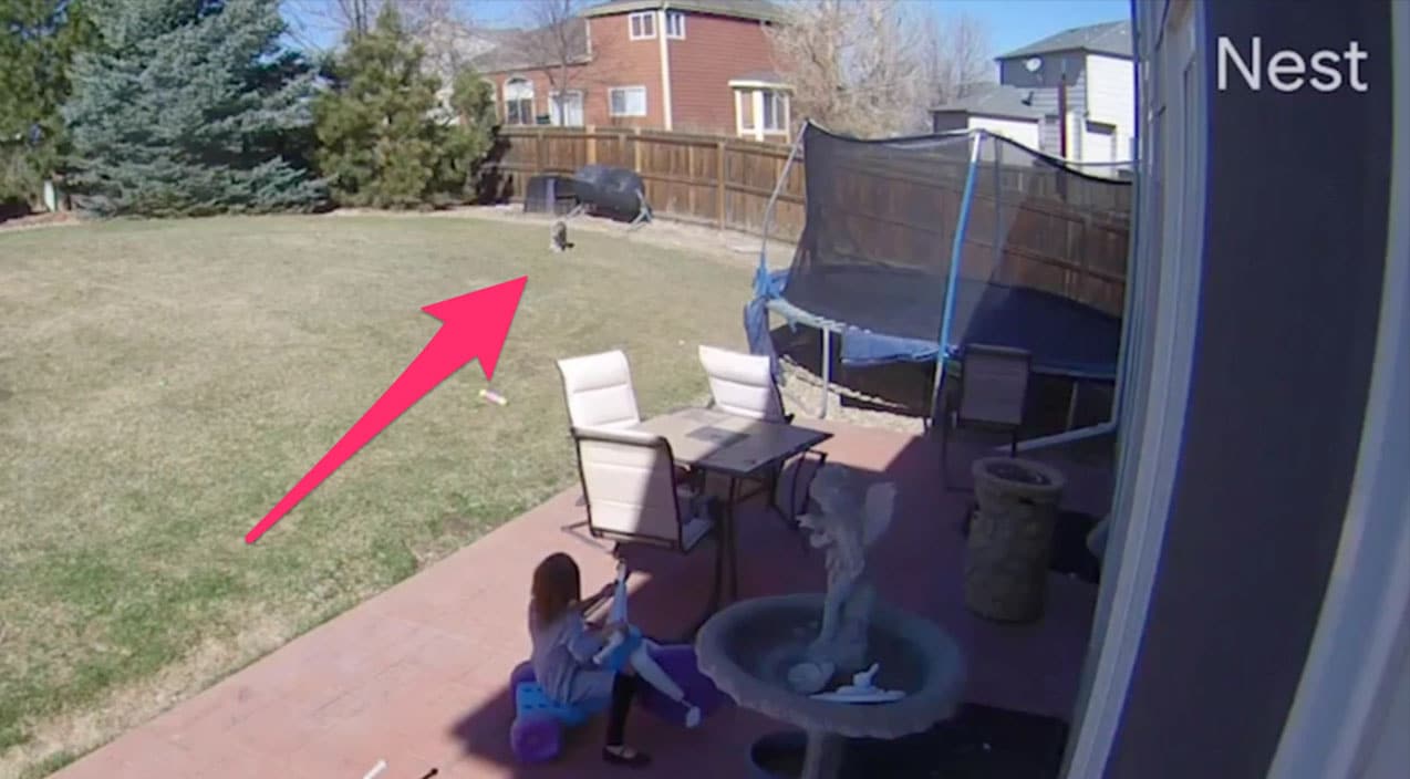 5-Year-Old Girl & Bobcat Face Off In Backyard | Country Music Videos