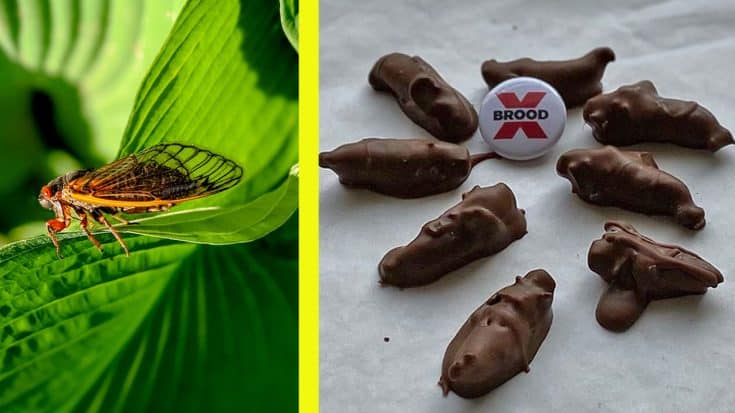 Chocolate-Covered Cicadas Available For Purchase | Country Music Videos