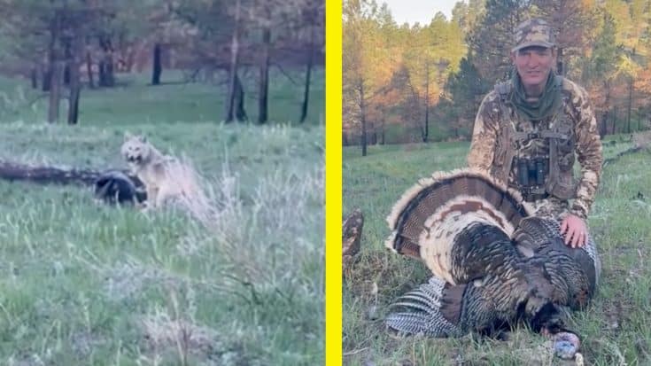 Video: Coyote Attempts To Steal Turkey From Hunter | Country Music Videos