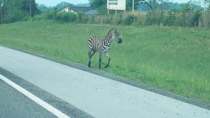 Zebra Tased After Escaping Truck – Still Got Away | Country Music Videos