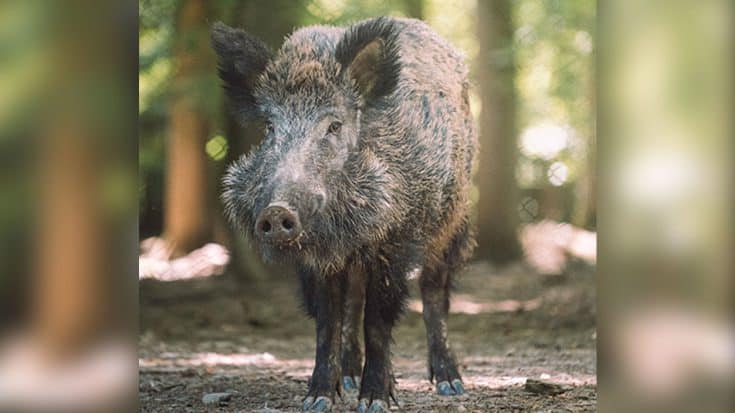 Couple Divorcing After Disagreement Over Wild Boars | Country Music Videos