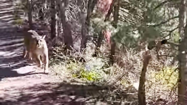 Aggressive Cougar Chases Hiker Down Trail | Country Music Videos