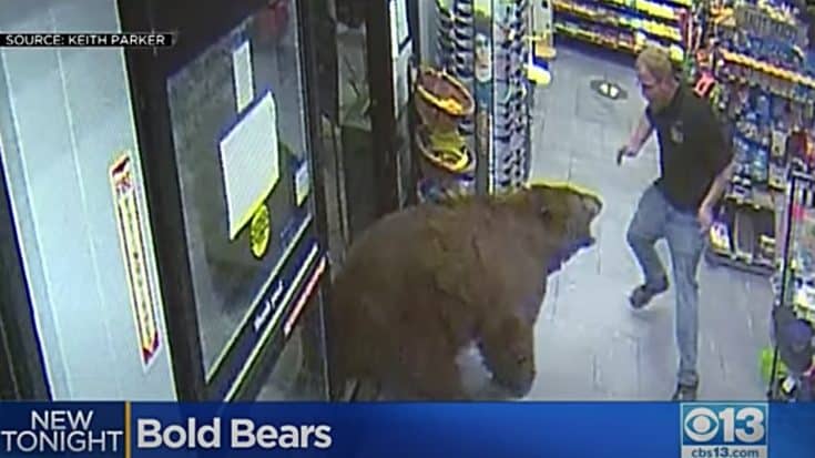 Wild Bear Routinely Steals Snacks From Gas Station, Gets Busted | Country Music Videos