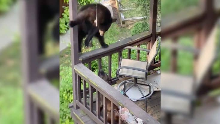 Curious Bear Pees Itself After Dog Confronts It On Balcony | Country Music Videos