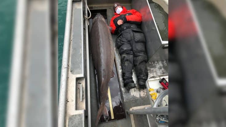 100-Year-Old Sturgeon Caught & Released In Detroit River | Country Music Videos