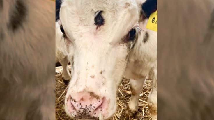 ‘Extremely Rare’ Three-Eyed Calf Discovered By Beef Farmer | Country Music Videos
