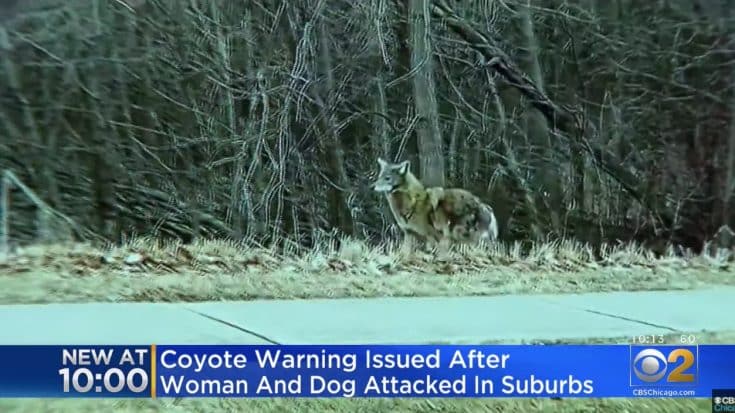 Park Trail Closed After Coyote Nips At Woman & Dog | Country Music Videos