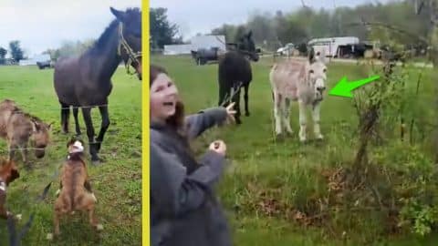 Dog Gets Shocked By Electric Fence & Donkey Laughs At Him | Country ...