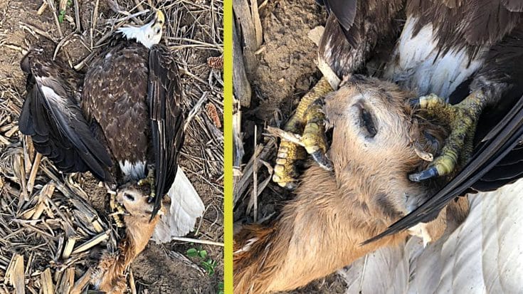 Dead Bald Eagle With Deer Head Gripped In Its Talons Found By Hunter | Country Music Videos