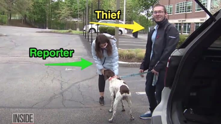 News Reporter Captures Dog Thief On Live TV | Country Music Videos