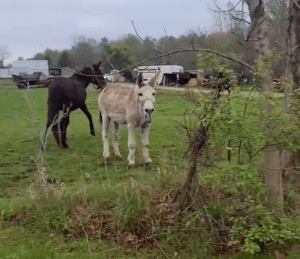 Dog Gets Shocked By Electric Fence Donkey Laughs At Him