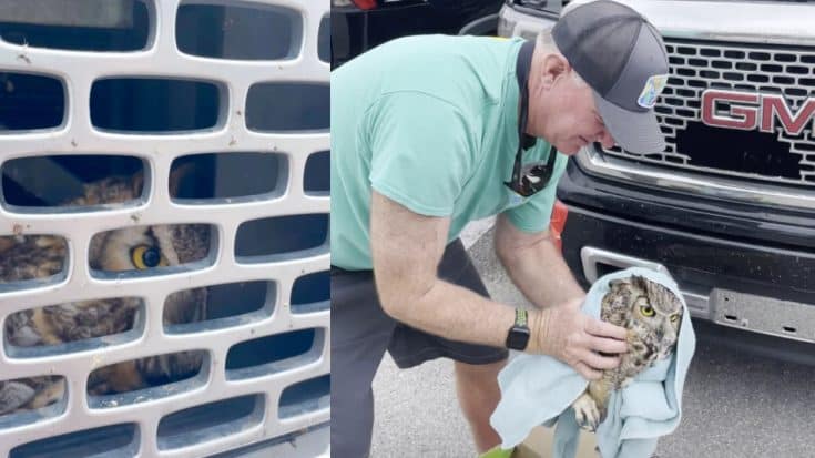 Man Finds Owl In Truck Grille After Driving 300 Miles | Country Music Videos