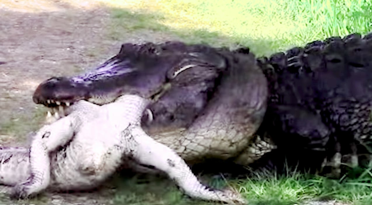 12-Foot Cannibal Alligator Snacks On A Former Friend | Country Music Videos