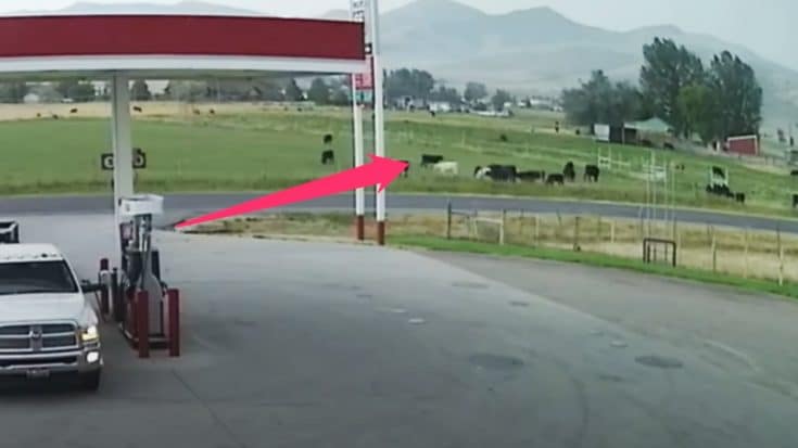 Security Camera Films The Moment A Cow Is Struck By Lightning | Country Music Videos