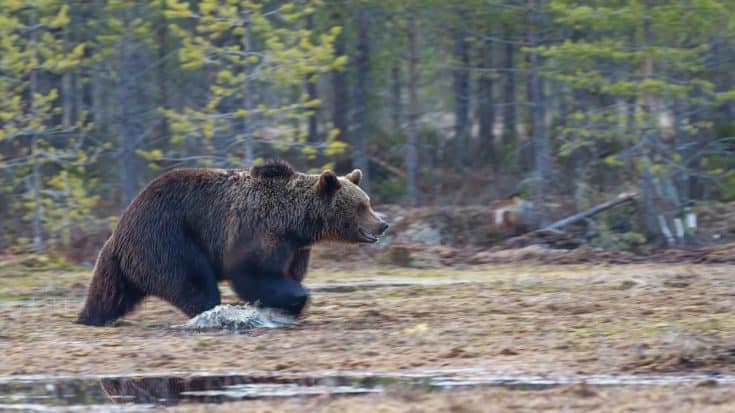 Black Bear Attacks Teenage Girl Sleeping In Hammock | Country Music Videos