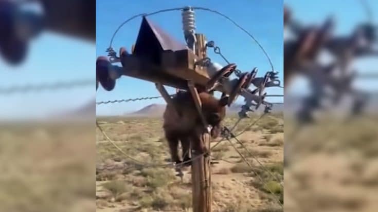 Bear Found Stuck At The Top Of Utility Pole | Country Music Videos