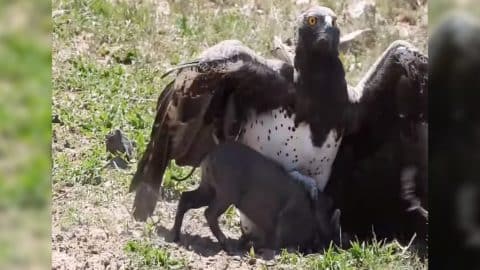 Eagle Plummets From Sky In Death-Dive To Attack Wild Boar | Country