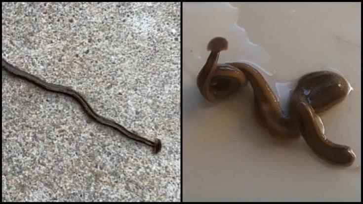 Invasive Foot-Long Flat Worms Emerging In Texas; “Don’t Cut Them In Half” | Country Music Videos