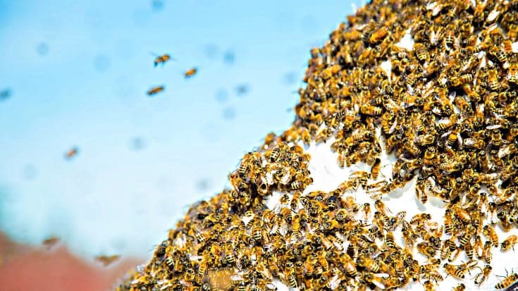 Texas Woman & Dog Brutally Attacked By Killer Bees | Country Music Videos