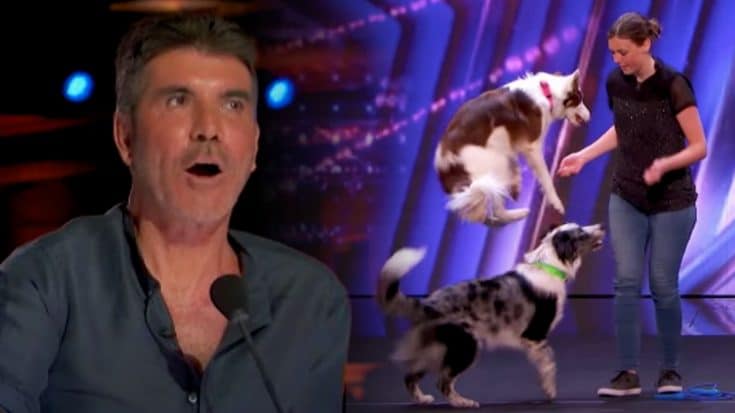 Dancing Dogs’ AGT Audition Makes Simon Cowell Exclaim “Wow” | Country Music Videos
