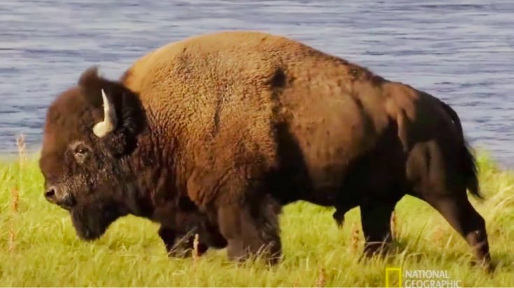 Yellowstone Bison Leaves Hiker With “Significant” Injuries | Country Music Videos