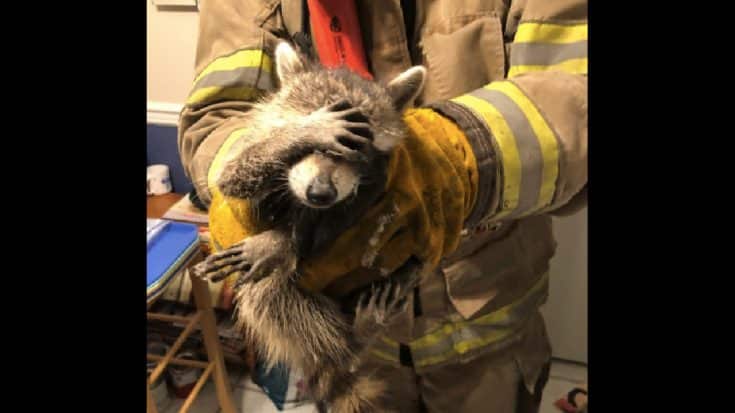 “Embarrassed” Raccoon Rescued After Breaking Into Home | Country Music Videos
