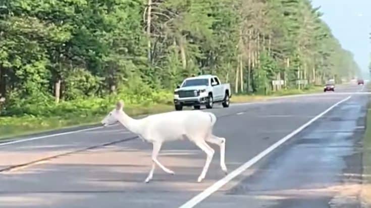 “Exceedingly Rare” Albino Deer Crosses The Road In Wisconsin | Country Music Videos