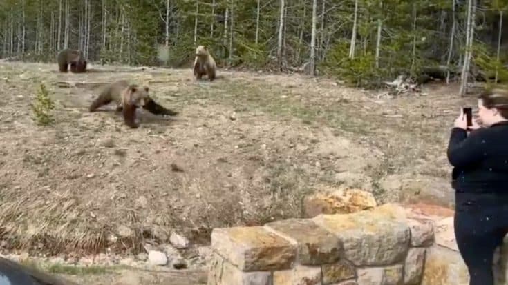 Woman Charged With 2 Criminal Offenses For Filming Grizzly Too Close | Country Music Videos