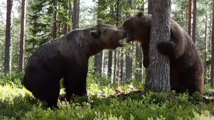 Grizzly Bear Fight Filmed From 3 Different Camera Angles | Country Music Videos