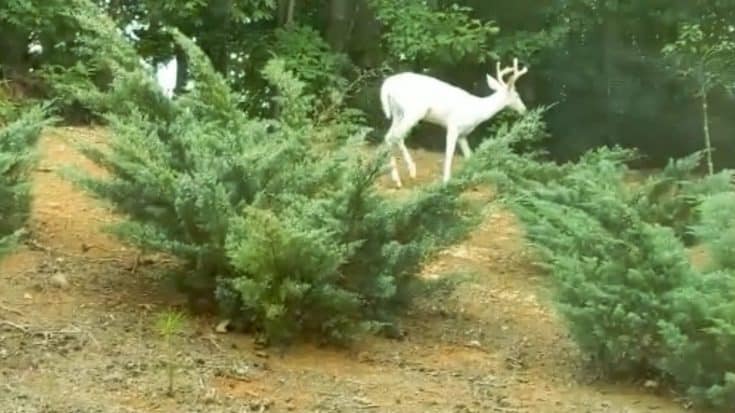 Family Films Rare Albino Deer In Their Yard | Country Music Videos