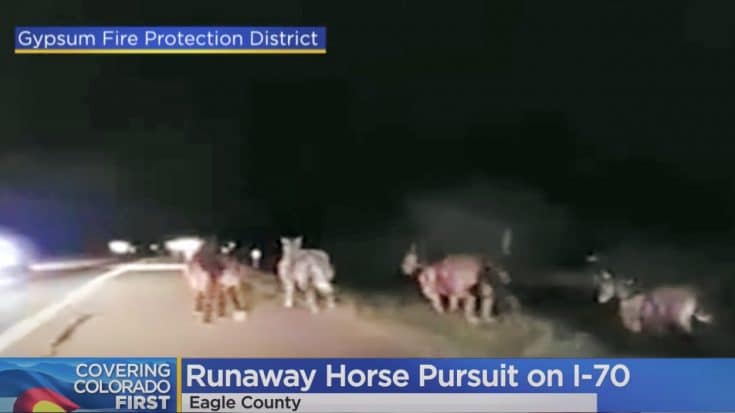 Horses Escape Rodeo, Get Chased Down By Cowboys & State Troopers | Country Music Videos