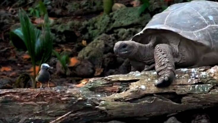 These Mega Tortoises Learned How To Hunt & Kill Small Animals | Country Music Videos