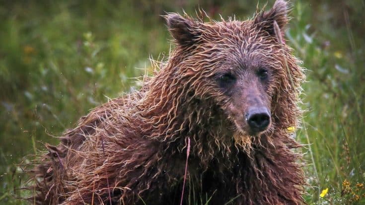 Hiker Mauled By Grizzly Survives By Using Bear Spray | Country Music Videos