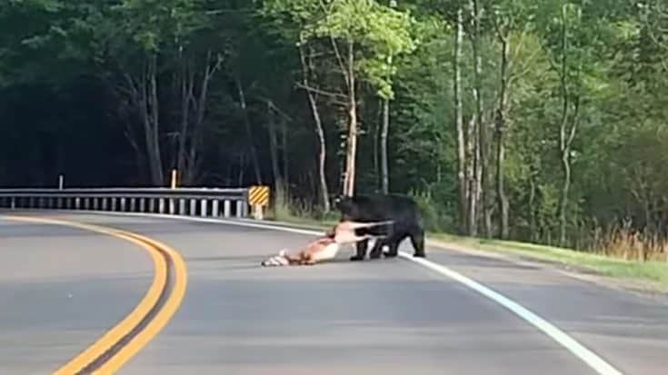 Bear Drags Deer Across Road Into The Woods | Country Music Videos