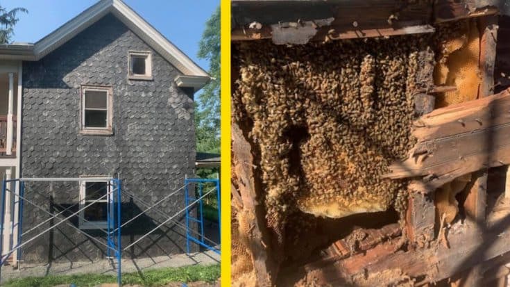 Family Buys Home In Fall & Finds It Infested With 450k Bees In Spring | Country Music Videos
