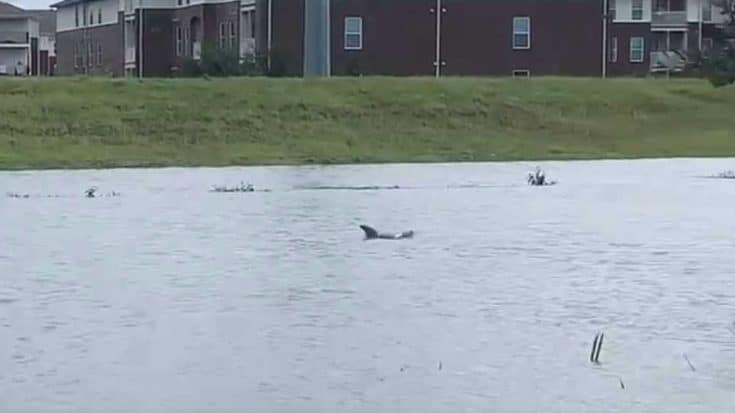 Dolphin Swims Through Flooded City After Hurricane Ida | Country Music Videos